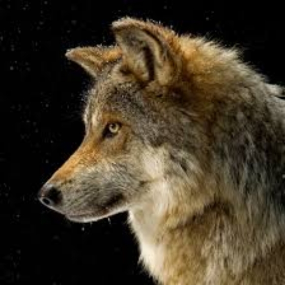 Meet your Posher, Sam - Picture 3 of 4